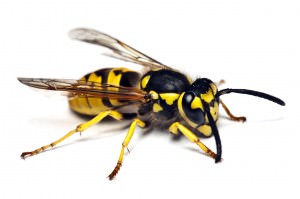 Live wasp isolated on white background