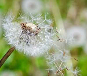 Flugschirme der Pusteblume beim Start