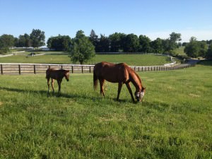 Horse with her foal