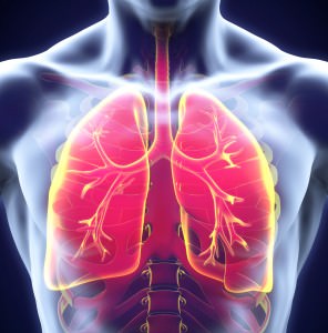 Human Respiratory System