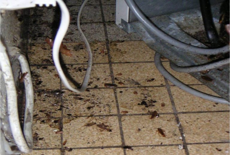 Allergie aux blattes/cafards